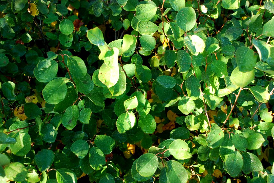 Plants70