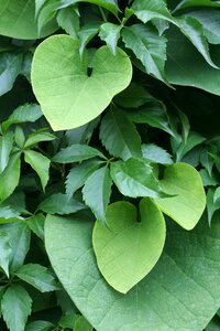 Creeper virginia creeper parthenocissus quinquefolia