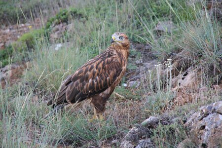 On the prowl predator wild