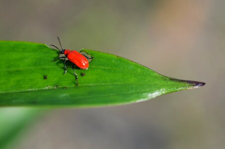 Beetle animal fly photo