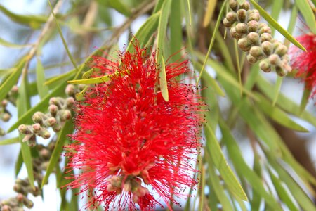 Callistemon nature plant