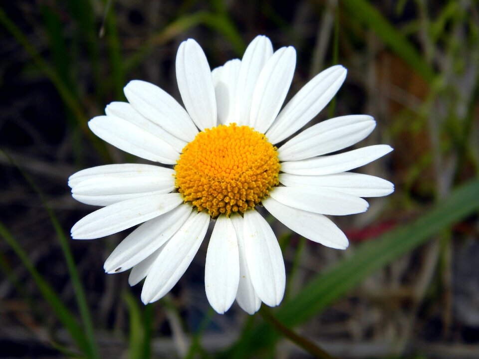 Chamomile petals white flowers