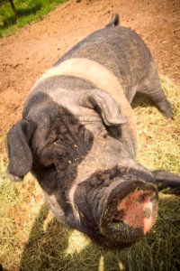 2186 NRCS projects