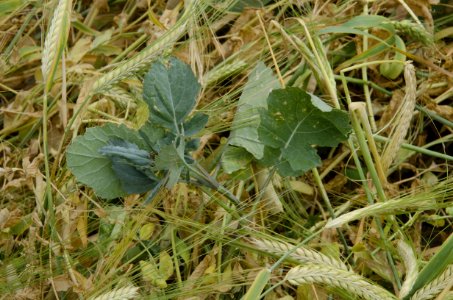 Cover Crops nr 20