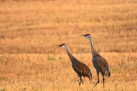 wildlife252.jpg