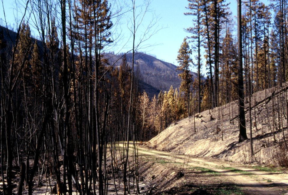 Natural Disasters20.tif