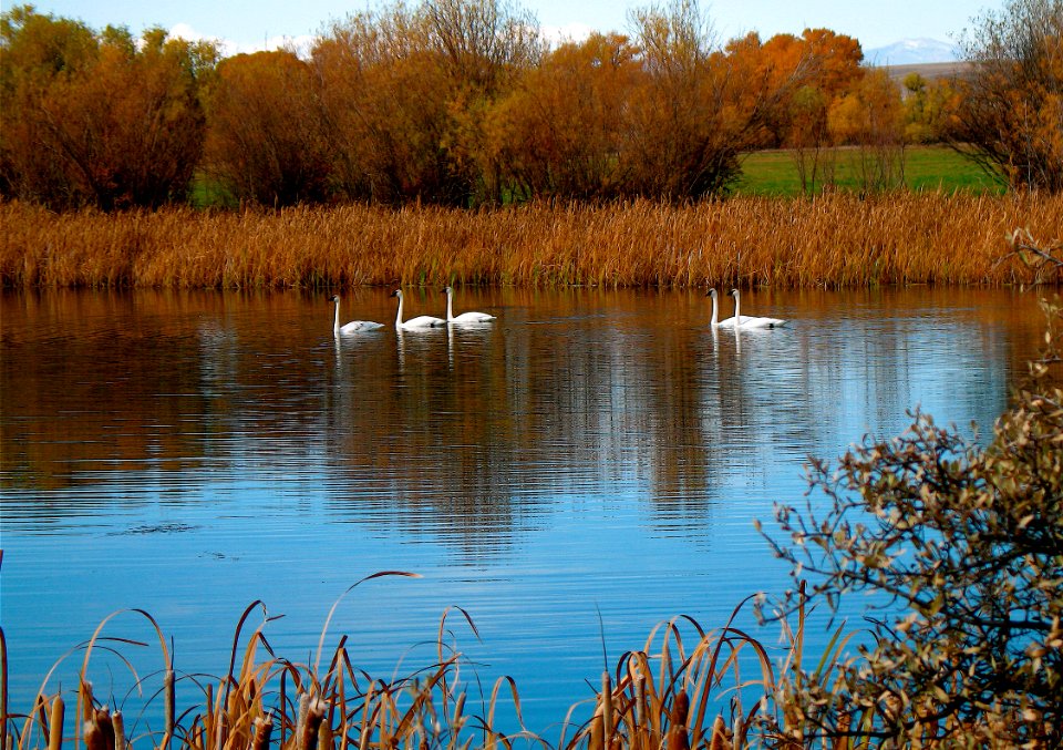 Wetlands38.tif