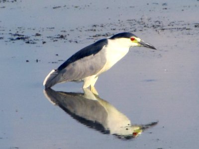 Black-crowned Night-Heron, July 2017