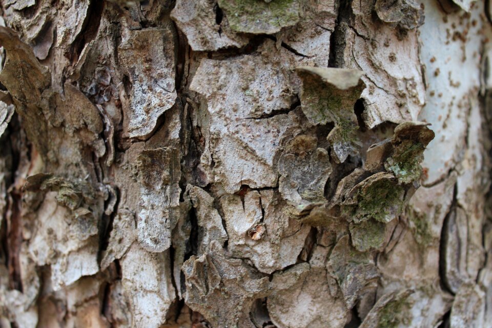 Old tree trunk trunk