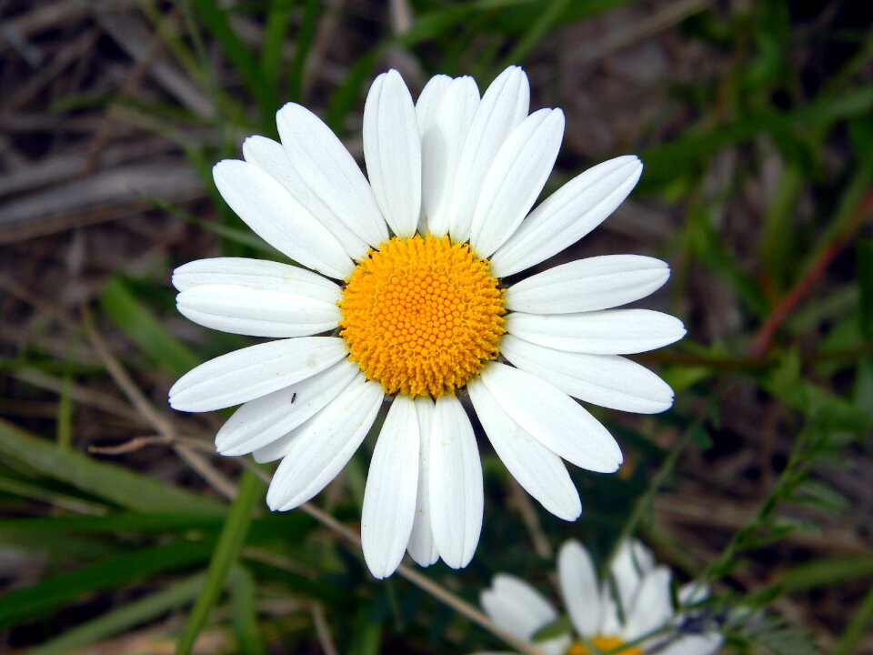 Chamomile petals white flowers