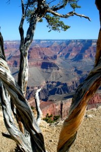 Canyon Through the Juniper 1