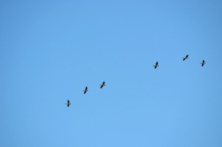 Flying line blue