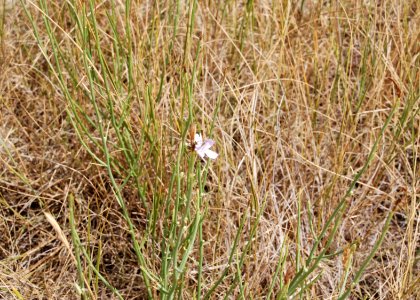 Plants63