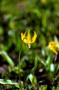 Flowers07.tif photo