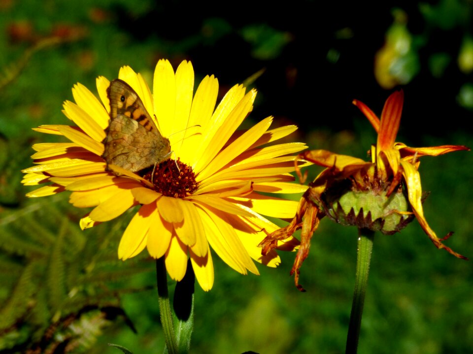 Butterfly summer forage