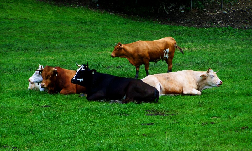 Resting cows cattle herd ruminating cows