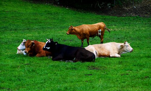 Resting cows cattle herd ruminating cows photo