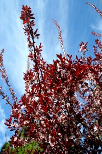 Plum Branch Sky 1