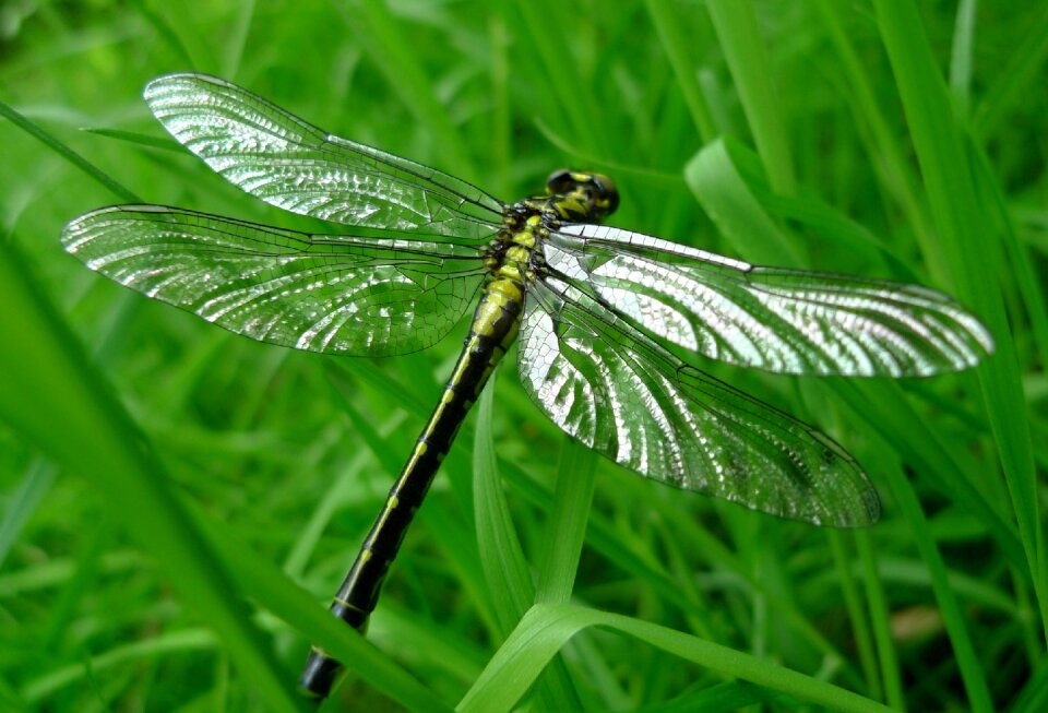 Animals detail insect