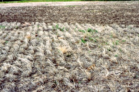 Crop Residue Management17.tif