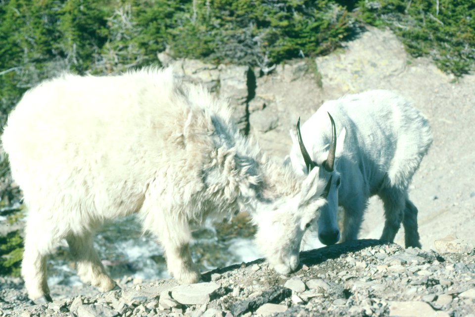 Wildlife55.tif