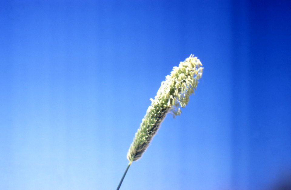 Grass22.tif