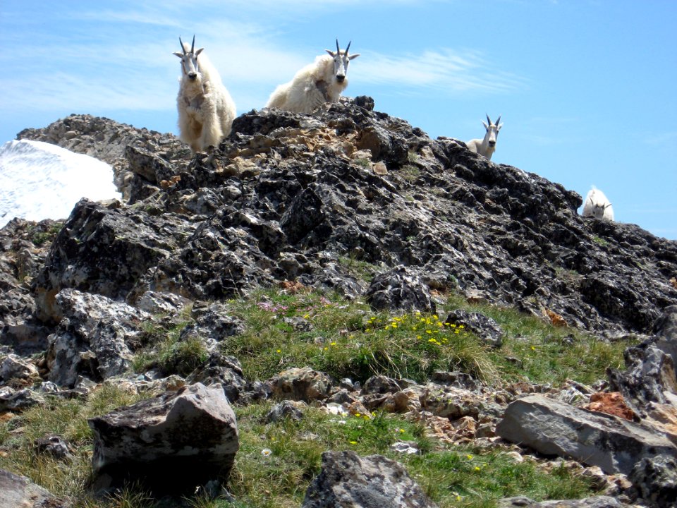 Wildlife95.tif