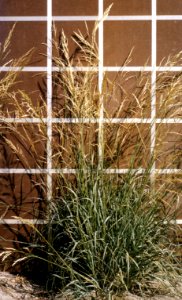 Grass15.tif