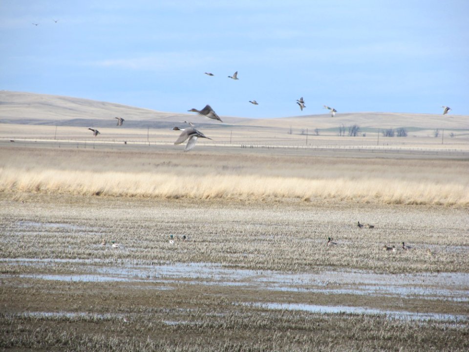 Pintail and Mallard Ducks at Benton Lake NWR, Cascade County MT