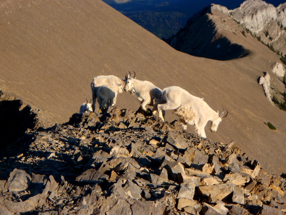 Wildlife132