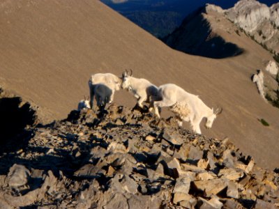Wildlife132