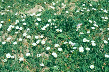 Weeds38.tif