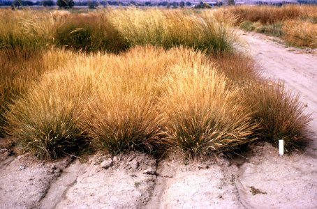 Grass19.tif