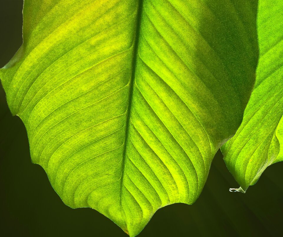 Plant the accuracy of the the details of the