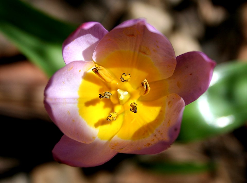 Right Down Your Stamen