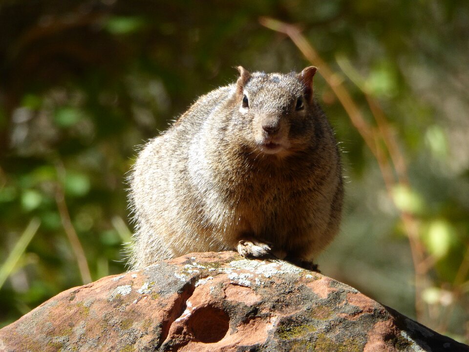 Rock national park mammal