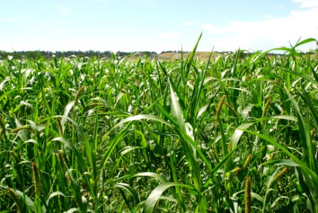 Cover Crops07
