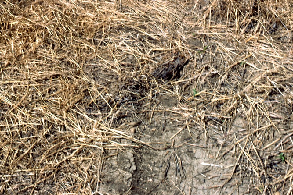 Crop Residue Management15.tif