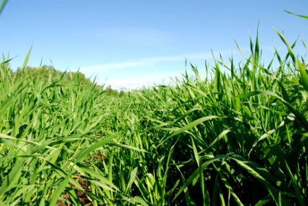 Crops116