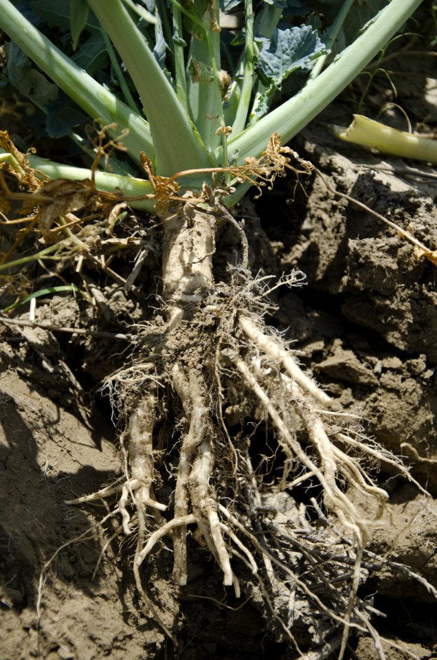 Cover Crops nr 23