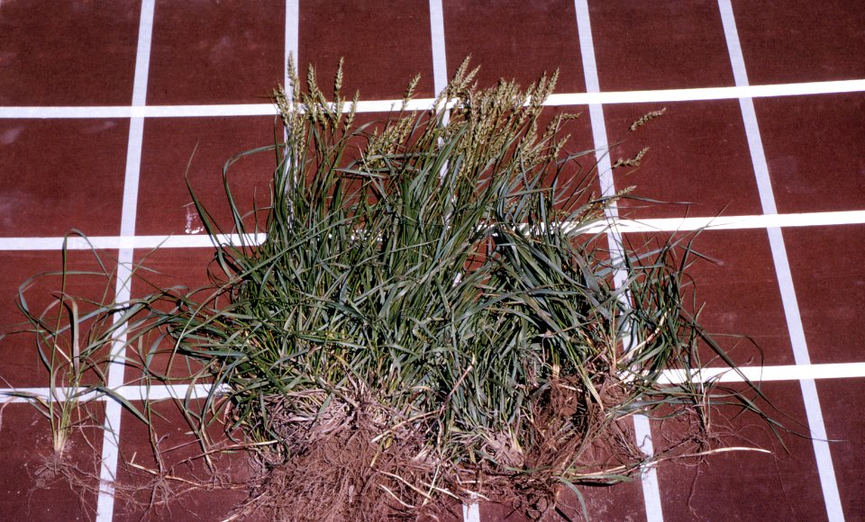 Grass17.tif