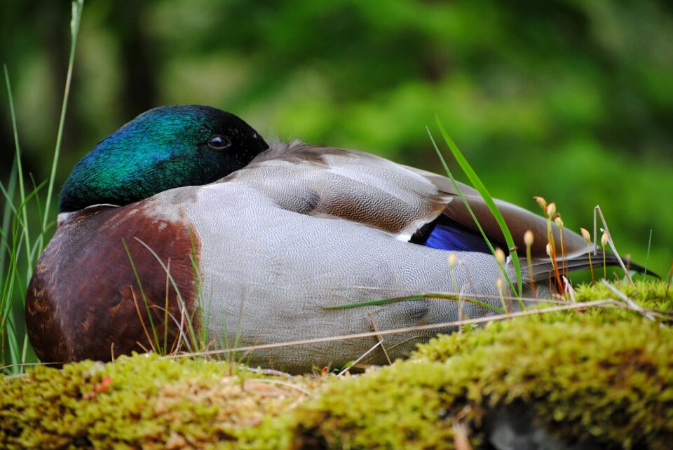 Burd animal fauna