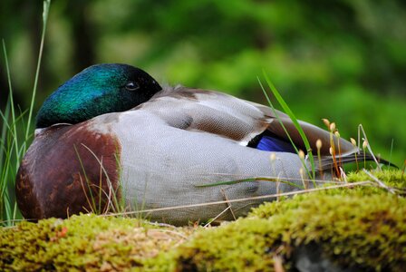 Burd animal fauna