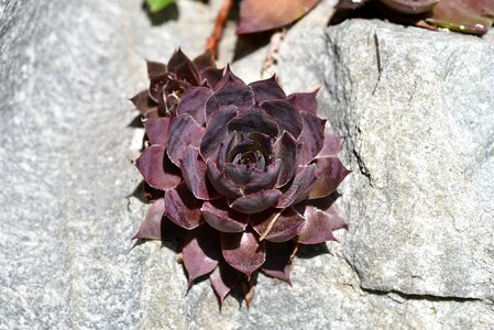Stone garden stone nature