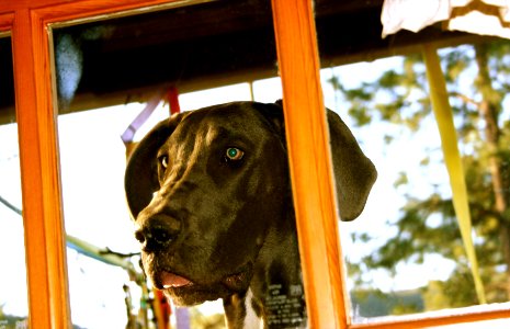 Let Me In!