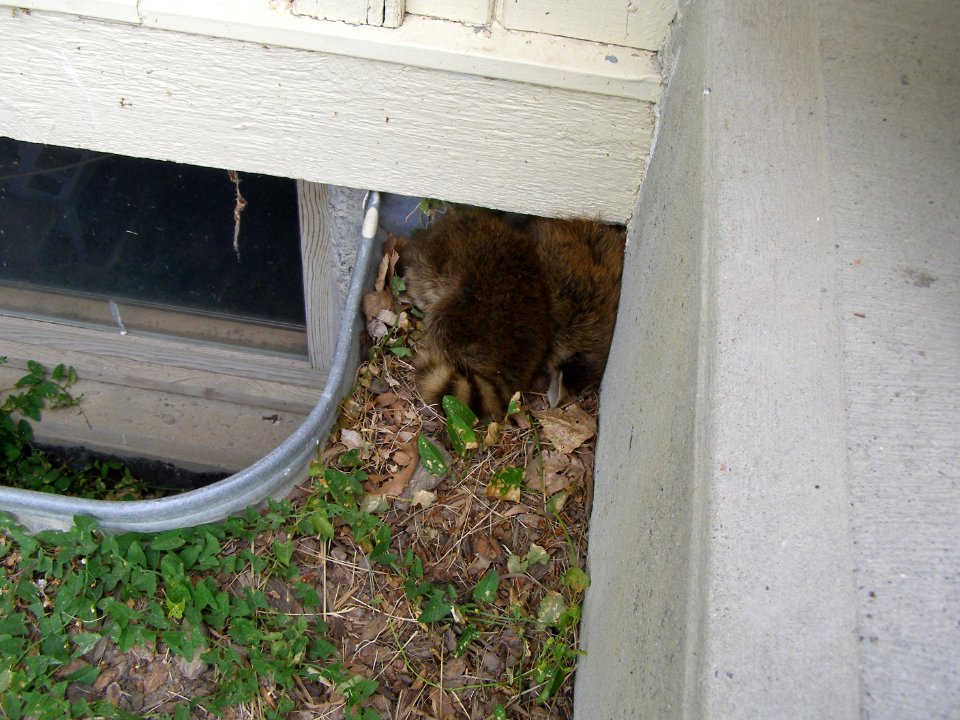 Wildlife Habitat16