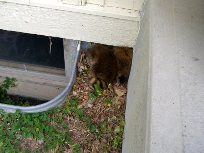 Wildlife Habitat16