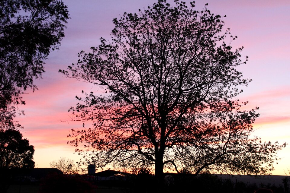 Sunset background silhouette nature photo