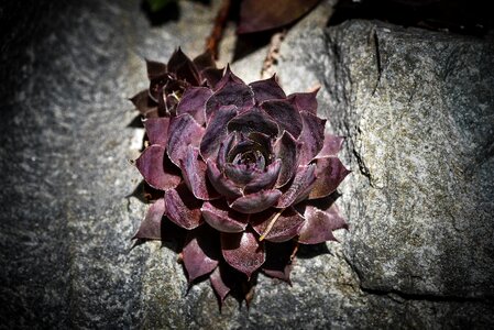 Garden stone garden stone