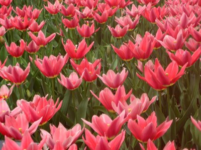 Spring field pink